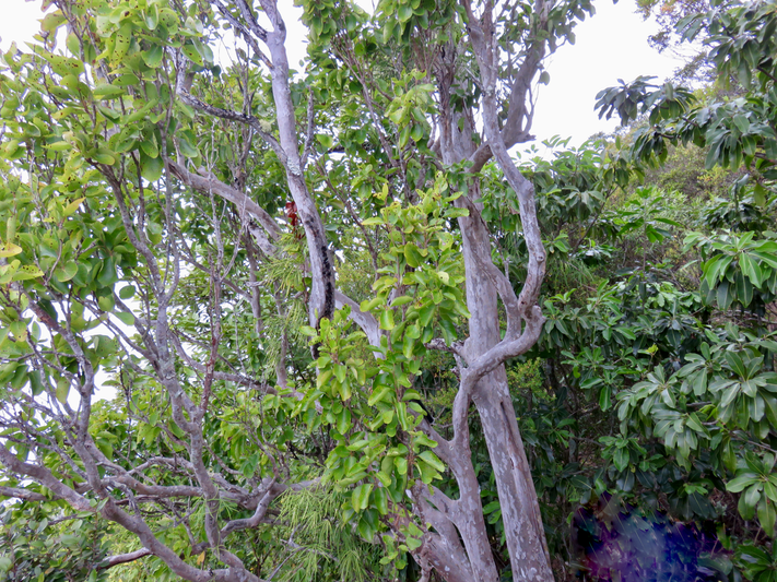 39. Taches noires sur feuilles de Scolopia heterophylla (Lam.) Sleumer - Bois de tisane rouge - Salicaceae - Endémique des Mascareignes
