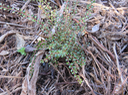 4. Juvénile Scolopia heterophylla (Lam.) Sleumer - Bois de tisane rouge - Salicaceae - Endémique des Mascareignes