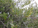 40.  Olea europaea - Bois d'olive noir - Oleacée - I