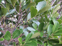 41. Fruits de Pleurostylia pachyphloea - Bois d'olive gros peau - Célastracée - B
