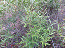 42 Olea lancea - Bois d'olive blanc -  Oleaceae - Indigène de La Réunion et de l'île Maurice