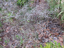 43. Indigofera ammoxylum  (DC.) Polhill - Bois de sable - Fabaceae -Endémique Réunion
