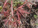 7. Juvénile Foetidia mauritiana Lam. - Bois puant - Lecythidaceae - Endémique Réunion et Maurice