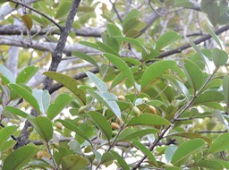 8 Bois rouge (fruits), Cassine orientalis 