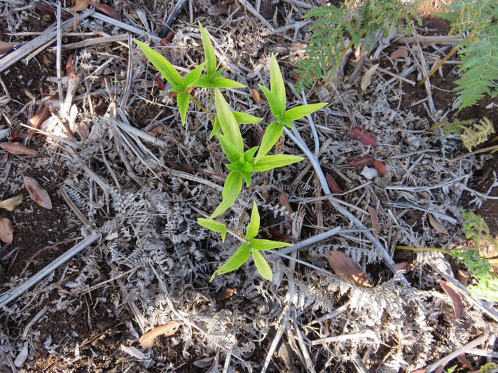 8. Juvénile Pouzolzia laevigata - Bois de tension - Urticaceae - Endémique La Réunion, Maurice