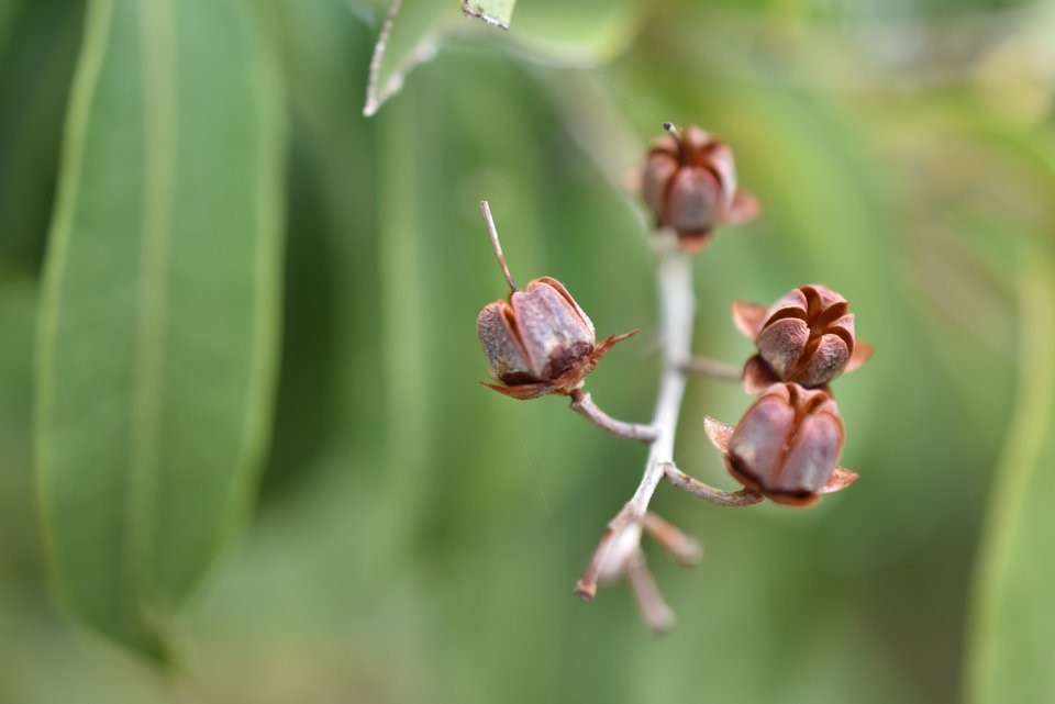 Agarista salicifolia - Bois de rempart - ERICACEAE - Indigène Réunion - MAB_7568