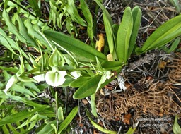 Angraecum eburneum.petite comète. orchidaceae.indigène Réunion.P1780915