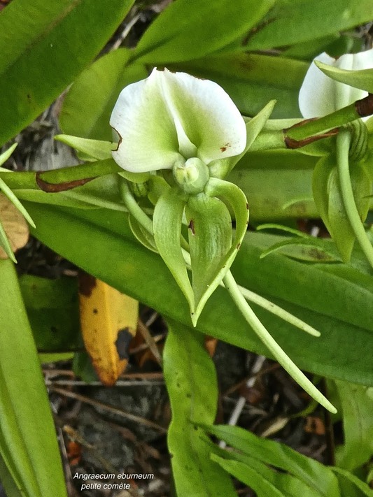 Angraecum eburneum.petite comète.orchidaceae.indigène Réunion.P1780916