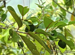 Cassine orientalis .bois rouge.(avec fruit )celastraceae endémique Mascareignes.P1780974