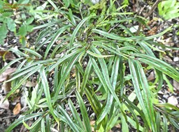 Cassine orientalis .bois rouge (feuillage juvénile de jeune plant .(héterophyllie)P1790087