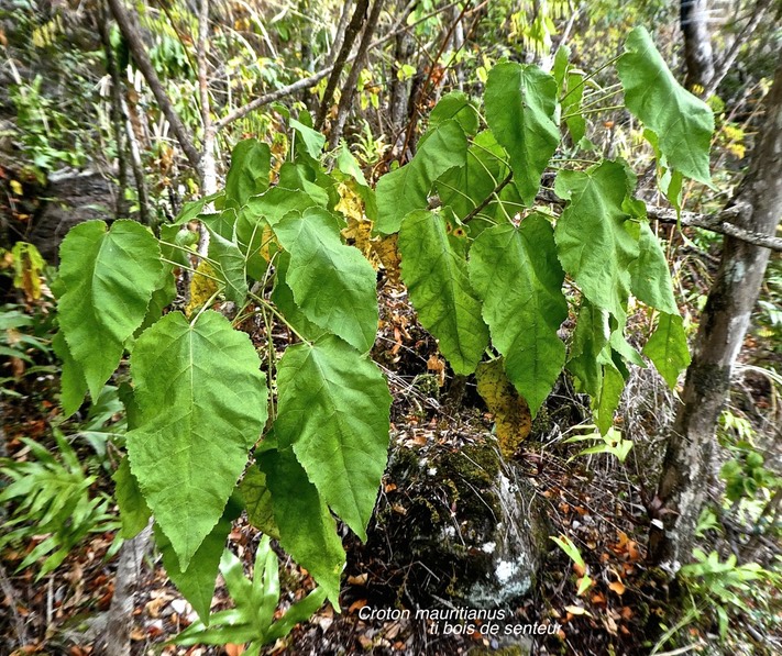 Croton mauritianus .ti bois de senteur.euphorbiaceae.endémique Réunion.P1780992