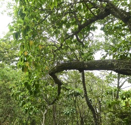Dombeya populnea (à feuilles de peuplier ).bois de senreur bleu.malvaceae.endémique Réunion Maurice.P1790042