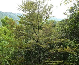 Erythroxylum hypericifolium .bois d'huile.erythroxylaceae.endémique Réunion Maurice.P1790133