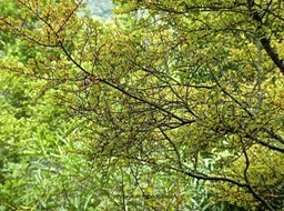 Erythroxylum hypericifolium .bois d'huile.erythroxylaceae.endémique Réunion Maurice.  P1790134