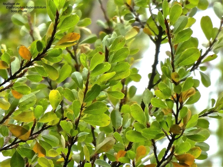 Erythroxylum hypericifolium.bois d'huile.erythroxylaceae. endémique Réunion Maurice.P1790095