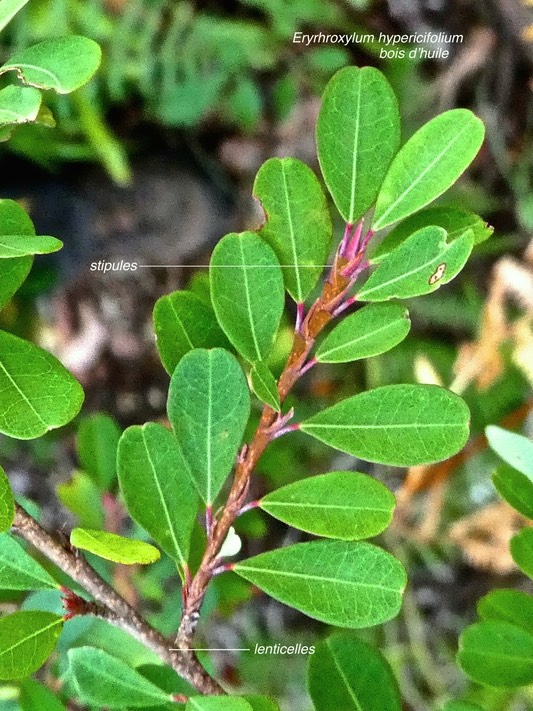 Erythroxylum hypericifolium.bois d'huile.erythroxylaceae.endémique Réunion Maurice.P1780924