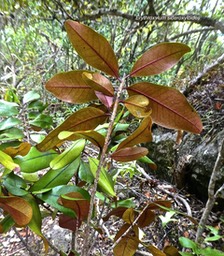 Erythroxylum sideroxyloides .bois de ronde .bois de rongue .erythroxylaceae.endémique Réunion Maurice;P1790023