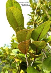 Erythroxylum sideroxyloides.bois de ronde.bois de rongue. erythroxylaceae.endémique Réunion Maurice.P1780907