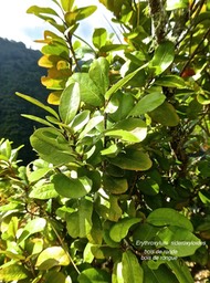 Erythroxylum sideroxyloides .bois de ronde .bois de rongue.erythroxylaceae. endémique Réunion Maurice.P1780905