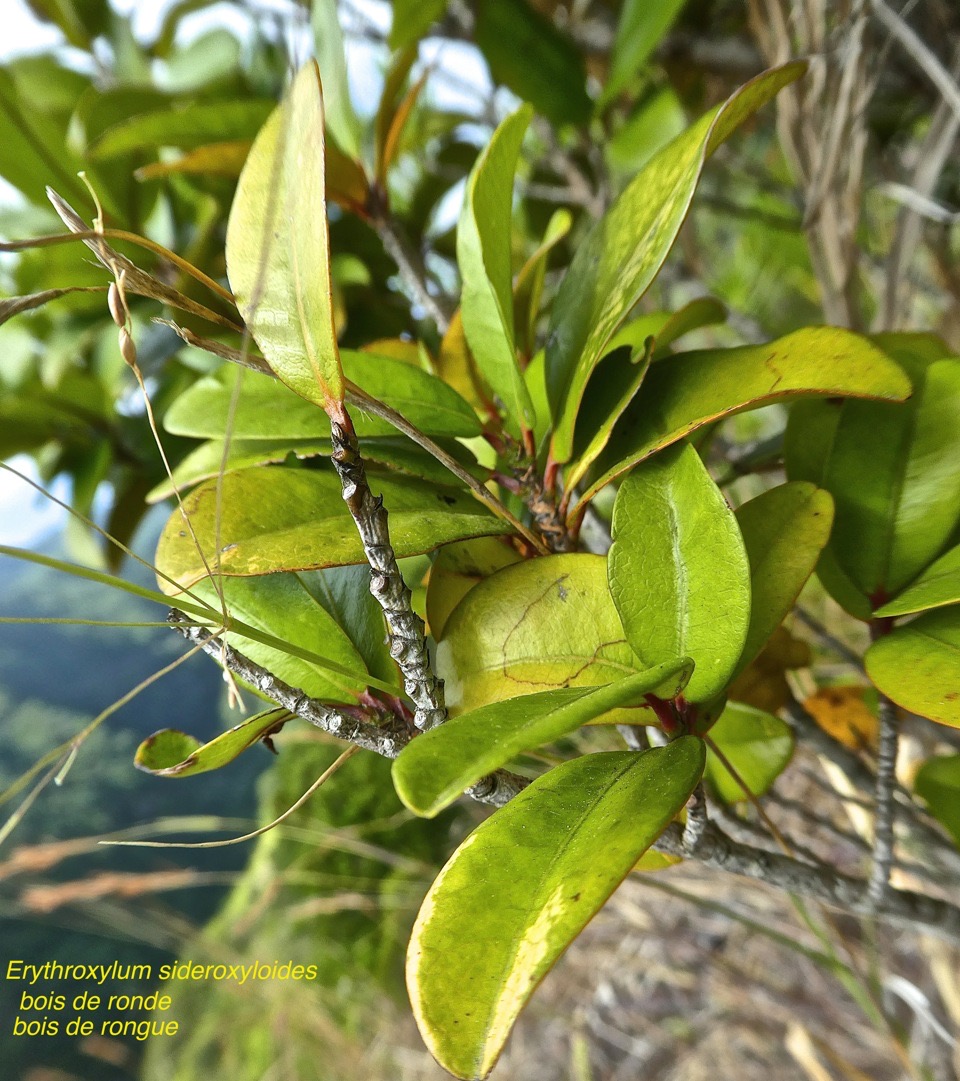 Erythroxylum sideroxyloides .bois de ronde.bois de rongue.erythroxylaceae.endémique Réunion Maurice.P1780912