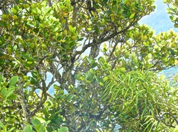 Eugenia buxifolia .bois de nèfles à petites feuilles.myrtaceae.endémique Réunion .et liane d'olive.Secamone volubilis en bas à droite..P1780897