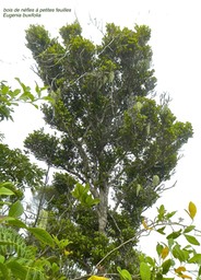 Eugenia buxifolia.bois de nèfles à petites feuilles .myrtaceae.endémique Réunion.P1780946
