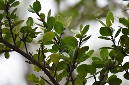 Fernelia buxifolia - Bois de buis - RUBIACEAE - Endémique Mascareignes - MAB_7575