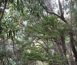 Fernelia buxifolia - Bois de buis - RUBIACEAE - Endémique Mascareignes - DSC01291a