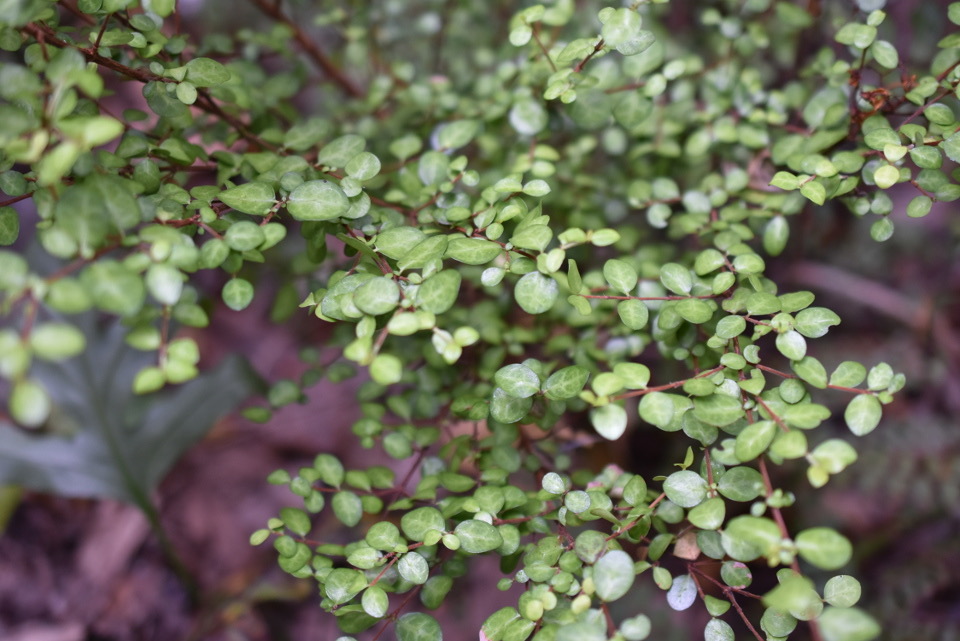 Fernelia buxifolia - Bois de buis - RUBIACEAE - Endémique Mascareignes - MAB_7545