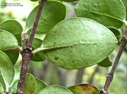 Fernelia buxifolia.bois de buis.bois de balai.(feuille face inférieure mate avec présence de domaties) rubiaceae;endémique Mascareignes.P1790118
