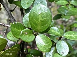 Fernelia buxifolia.bois de buis.bois de balai.(feuilles face supérieure luisante et présence de domaties )rubiaceae. endémique Mascareignes.P1790114