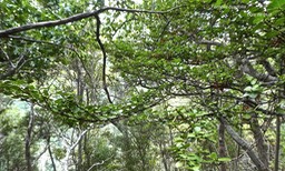 Fernelia buxifolia.bois de buis.bois de balai.rubiaceae.endémique Mascareignes.P1790101