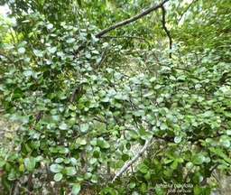 Fernelia buxifolia?bois de buis.bois de balai.rubiaceae.endémique Mascareignes.P1790123