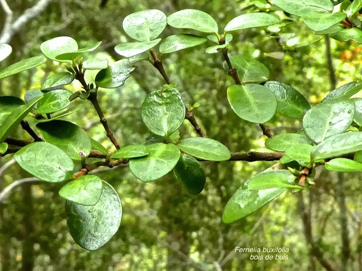 Fernelia buxifolia.bois de buis.bois de balai.rubiaceae.endémique Mascareignes.P1790106