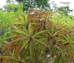 Foetidia mauritiana .bois puant.lecythidaceae.endémique Réunion Maurice.P1790193