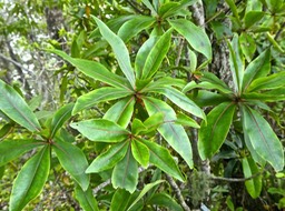 Foetidia mauritiana .bois puant.lecythidaceae.endémique Réunion Maurice .P1790052