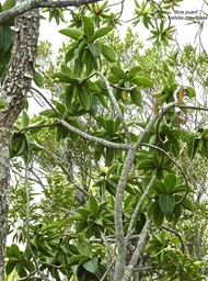 Foetidia mauritiana. bois puant .lecythidaceae .endémique Réunion Maurice.P1790135
