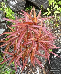 Foetidia mauritiana.bois puant.( jeune plant.)lecythidaceae.endémique Réunion Maurice .P1790196