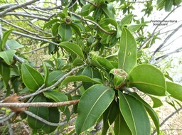 Foetidia mauritiana.bois puant.(fruits en formation )lecythidaceae. endémique Réunion Maurice.P1790140