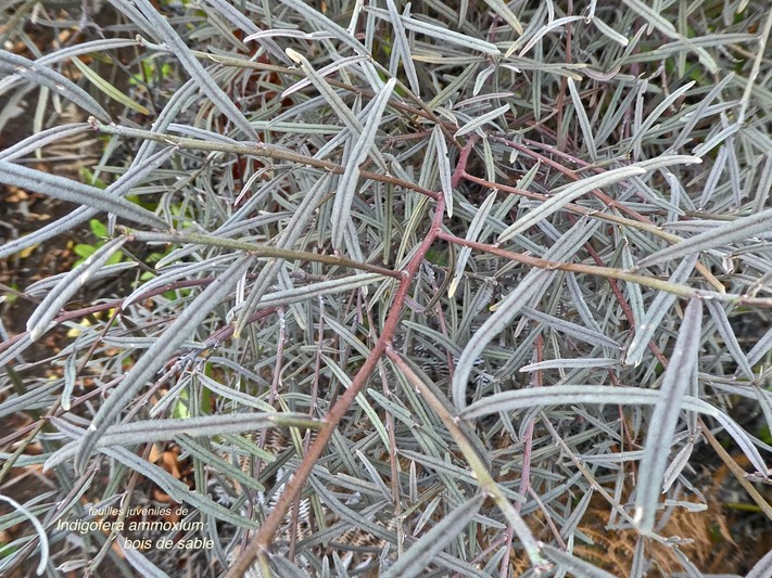 Indigofera ammoxylum .bois de sable. feuilles juveniles . fabaceae. endémique Réunion.P1790184