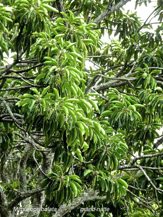 Mimusops balata.grand natte. sapotaceae.endémique Réunion Maurice P1780962