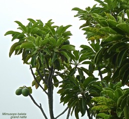 Mimusops balata.grand natte.sapotaceae.endémique Réunion Maurice.P1790199
