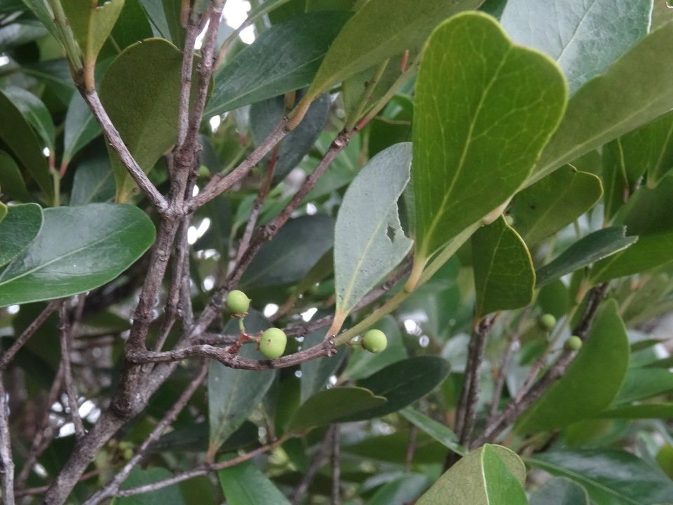 Pleurostylia pachyphloea - Bois d'olive gros peau (fruits) - CELASTRACEAE - Endémique Réunion - DSC01303