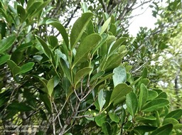 Pleurostylia pachyphloea .bois d'olive grosse peau.celastraceae.endémique Réunion.P1790171