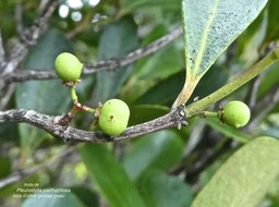 Pleurostylia pachyphloea. bois d'olive grosse peau. (fruits )celastraceae.endémique Réunion.P1790167