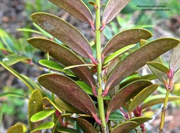 Pleurostylia pachyphloea .bois d'olive grosse peau.celastraceae.endémique Réunion.P1790077