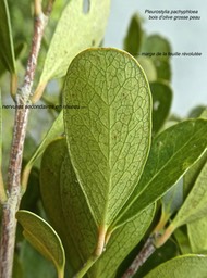 Pleurostylia pachyphloea. bois d'olive grosse peau.(face inférieure de la feuille.)celastraceae. endémique Réunion.P1780990