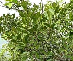 Pleurostylia pachyphloea.bois d'olive grosse peau.celastraceae.endémique Réunion.P1780988