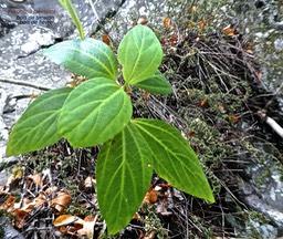 Pouzolzia laevigata.bois de tension.bois de fièvre.( jeune plant. feuilles à trois nervures principales ).urticaceae. endémique Réunion Maurice.P1790047