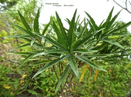 Psiadia dentata. ti mangue.bois collant.asteraceae.endémique Réunion.P1790058